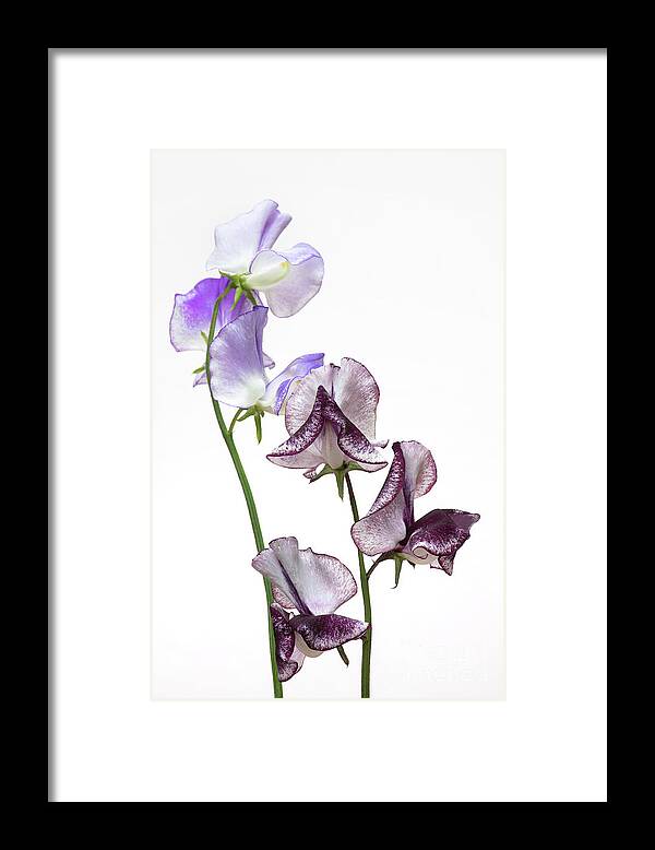 Lathyrus Odoratus Earl Grey Framed Print featuring the photograph Sweet Pea Earl Grey and Blue Ripple by Tim Gainey