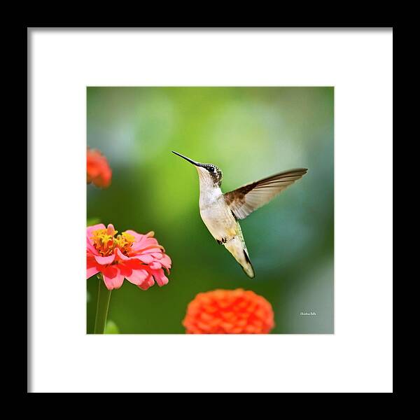 Hummingbirds Framed Print featuring the photograph Sweet Promise Hummingbird Square by Christina Rollo