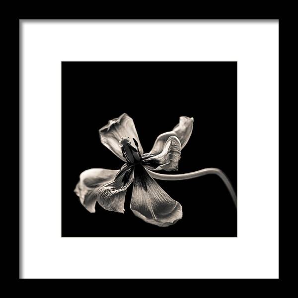 Still Life Framed Print featuring the photograph Sweet Release by Maggie Terlecki