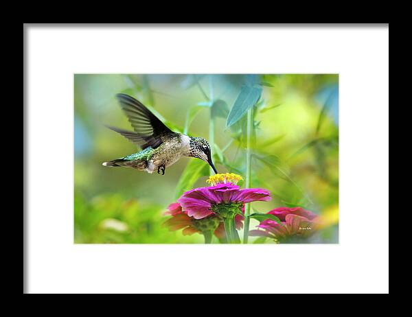 Hummingbird Framed Print featuring the photograph Sweet Success by Christina Rollo