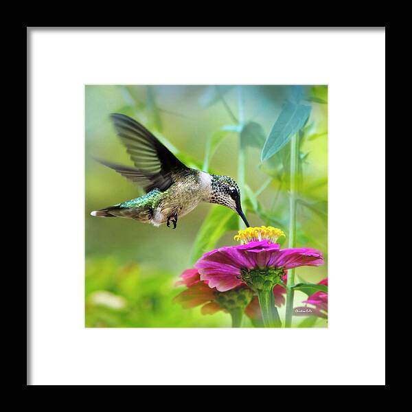 Bird Framed Print featuring the photograph Sweet Success Hummingbird Square by Christina Rollo