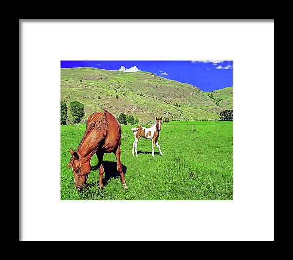 Paint Framed Print featuring the photograph Sweetest Gift, Montana/wyoming Border by Don Schimmel