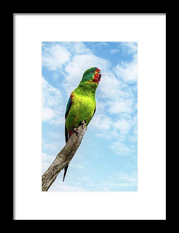 Parrot Framed Print featuring the photograph Swift parrot perched on a branch against a summer sky background. The critically endangered species is endemic to Tasmania by Jane Rix