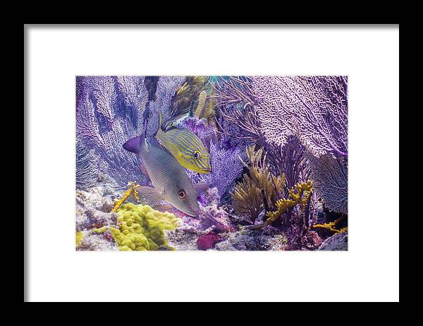 Animals Framed Print featuring the photograph Swim WIth Me by Lynne Browne