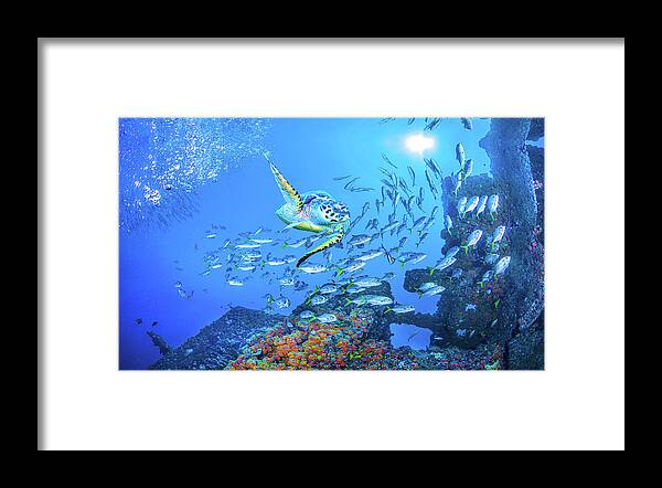 Turtle Framed Print featuring the photograph Swimming at School by Debra and Dave Vanderlaan