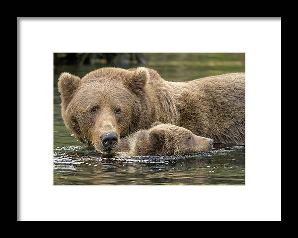 Kodiak Framed Print featuring the photograph Swimming Lessons by Laura Hedien