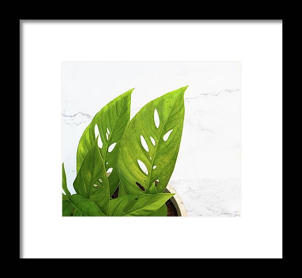 Swiss Cheese Plant Framed Print featuring the photograph Swiss Cheese Plant by Jennifer Walsh
