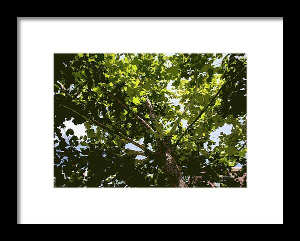 Photograph Framed Print featuring the photograph Sycamore Canopy II by Suzanne Gaff