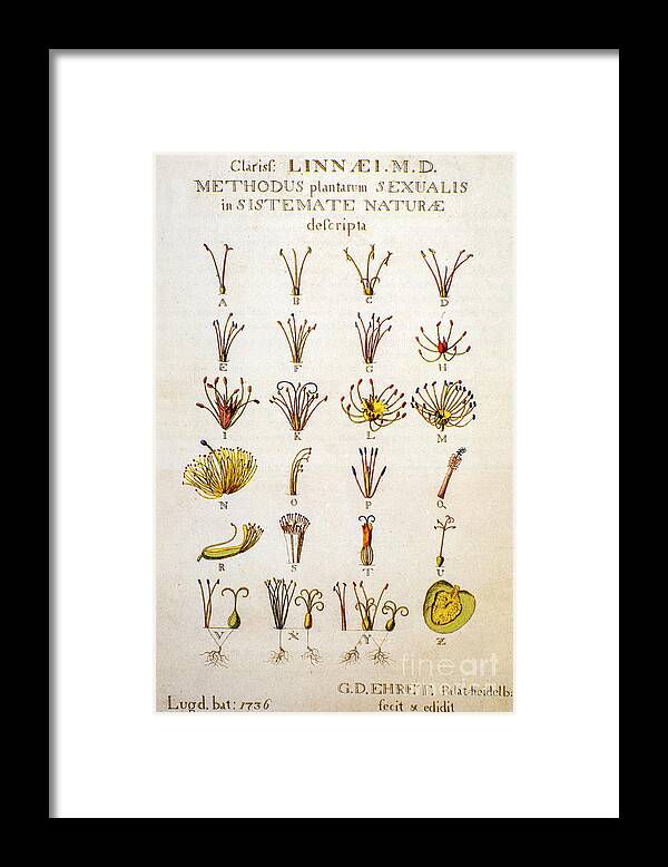 Systema Naturae Framed Print featuring the photograph Systema Naturae Carolus Carl Linnaeus o1 by Botany