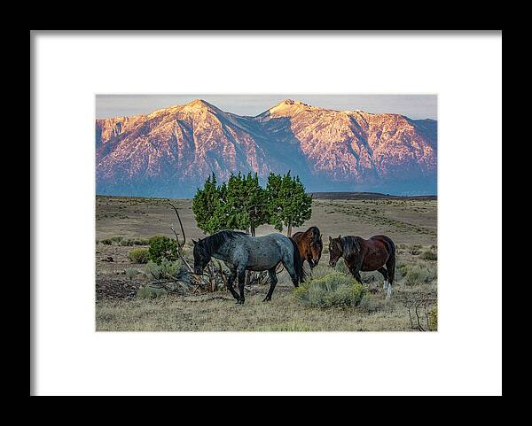 Horses Framed Print featuring the photograph _t__1690 by John T Humphrey