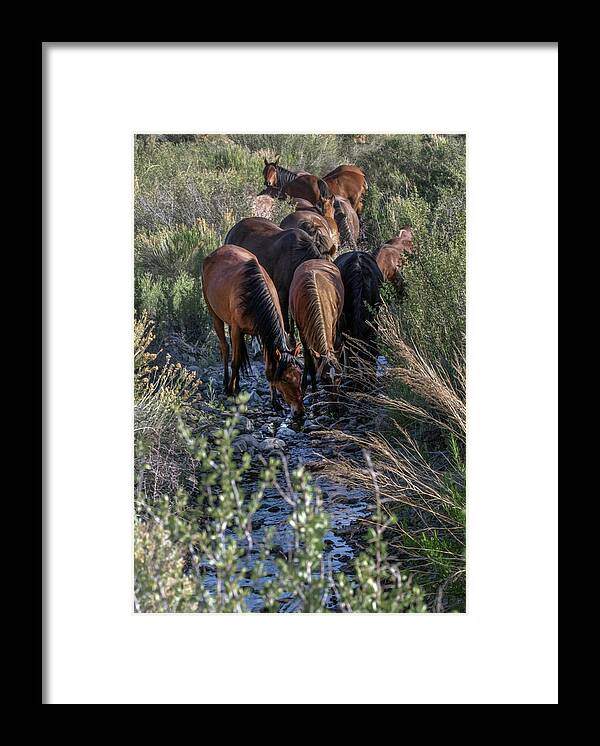  Framed Print featuring the photograph _t__9284 by John T Humphrey