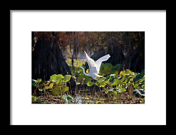 American Lotus Framed Print featuring the photograph Take Off by Lana Trussell