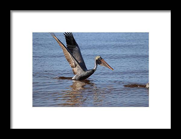 Pelican Framed Print featuring the photograph Take off by Mingming Jiang