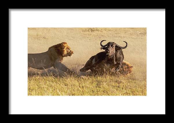 Lions Framed Print featuring the photograph Takedown, part 2 by ROAR AFRICA by Rockford Draper