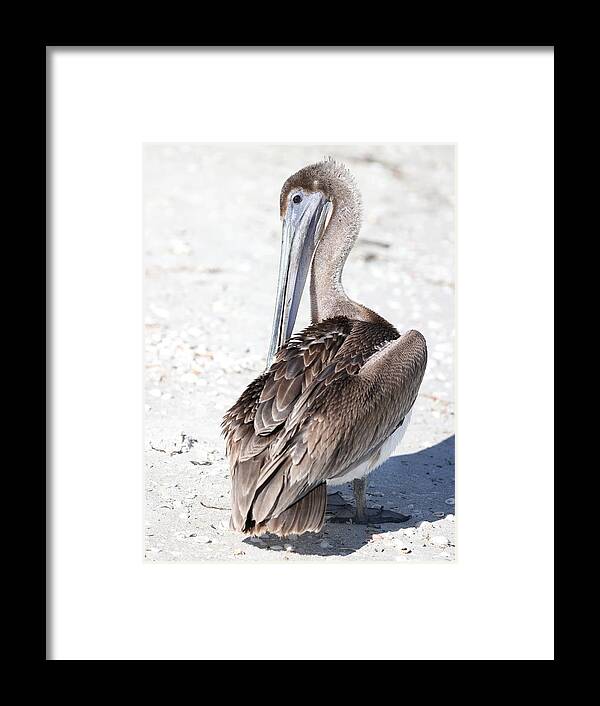 Pelicans Framed Print featuring the photograph Close Up of Pelican by Mingming Jiang