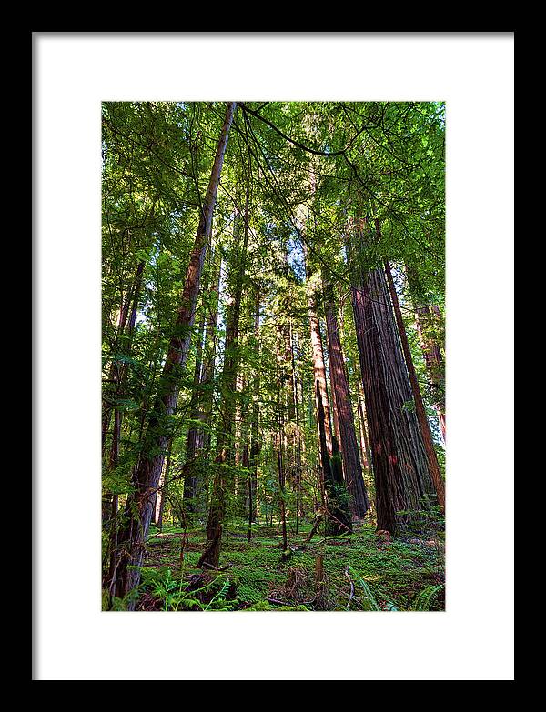 California Framed Print featuring the photograph Tall California Redwoods 920 by Dan Carmichael