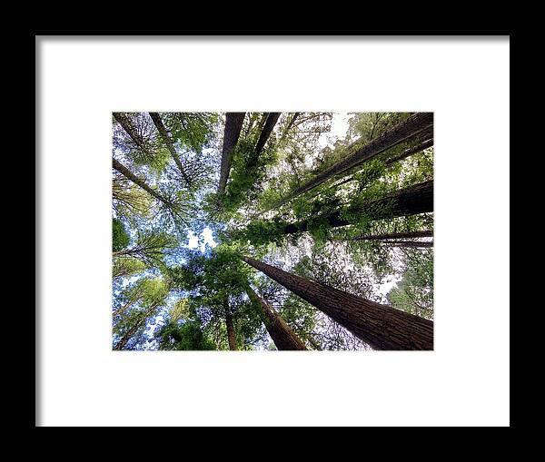 Redwoods Framed Print featuring the photograph Tall Friends by Daniele Smith