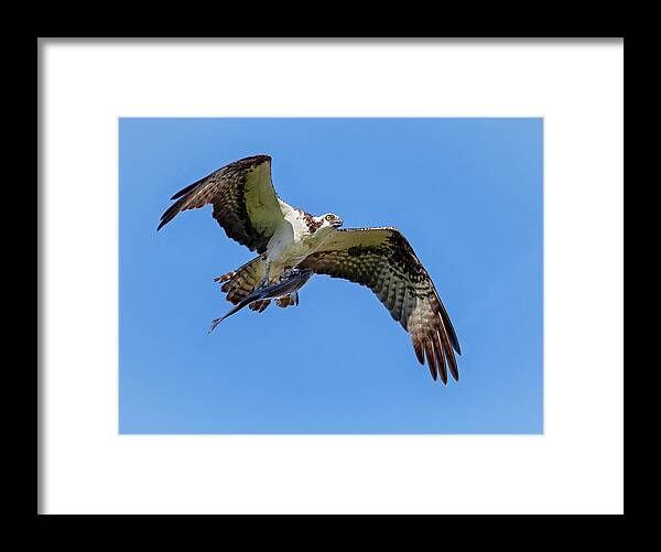 Raptor Framed Print featuring the photograph Talon Connection by Art Cole