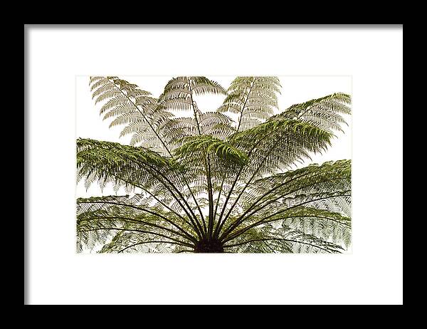 Tasmania Framed Print featuring the photograph Tasmanian Tree Fern Canopy by Elaine Teague