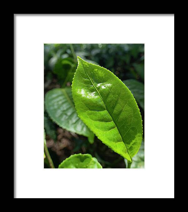 Tea Framed Print featuring the photograph Tea Leaf Growing by Karen Rispin