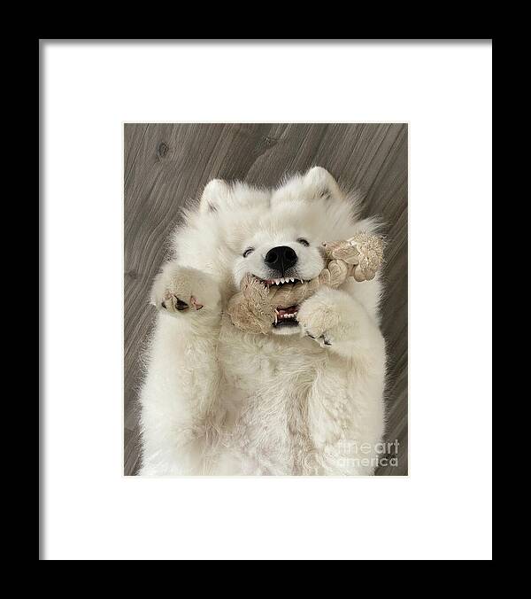 Samoyed Framed Print featuring the photograph Teething by Lois Bryan