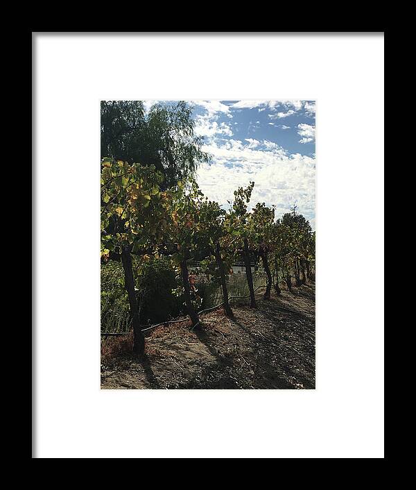 Grapevines Framed Print featuring the photograph Temecula Vines by Roxy Rich