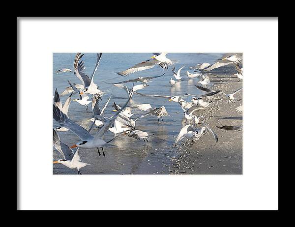 Royal Terns Framed Print featuring the photograph Terns in Flight by Mingming Jiang