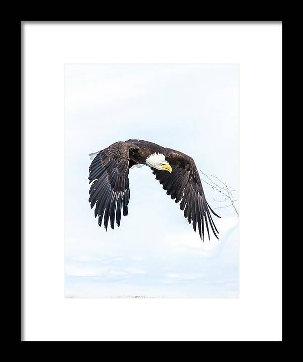 Eagle Framed Print featuring the photograph Test 2 by Kevin Dietrich