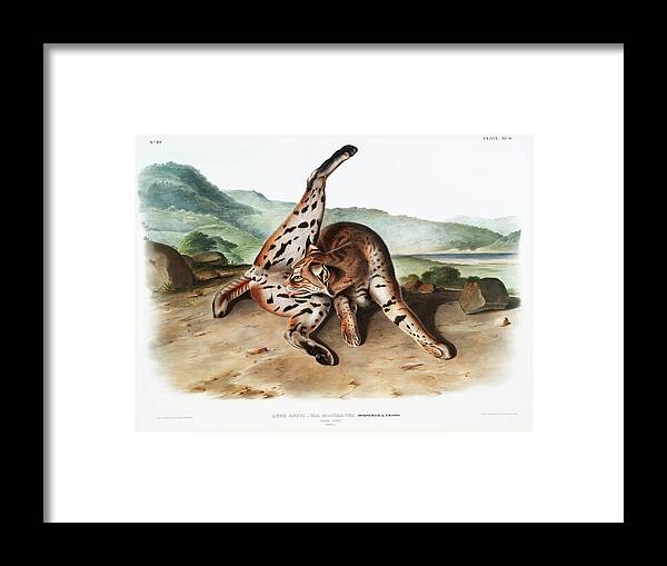 American Animals Framed Print featuring the mixed media Texan Lynx. John Woodhouse Audubon Illustration by World Art Collective