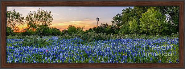 Texas Bluebonnet Sunset Landscape Pano 9570 by Bee Creek Photography - Tod and Cynthia