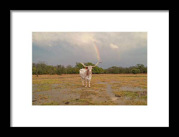 Texas Longhorn Cow Picture Framed Print featuring the photograph Texas longhorn cow and a rainbow by Cathy Valle