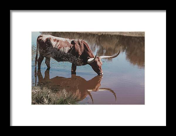 Texas Longhorns Wall Art Framed Print featuring the photograph Texas longhorn cow drinking creekside by Cathy Valle