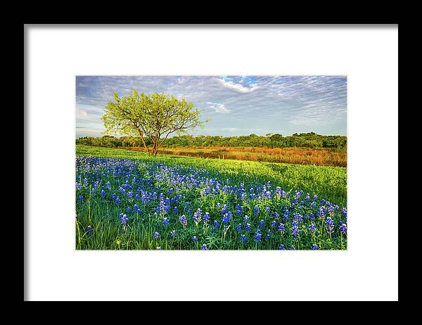 Texas Framed Print featuring the photograph Texas Morning Bluebonnets by Ron Long Ltd Photography