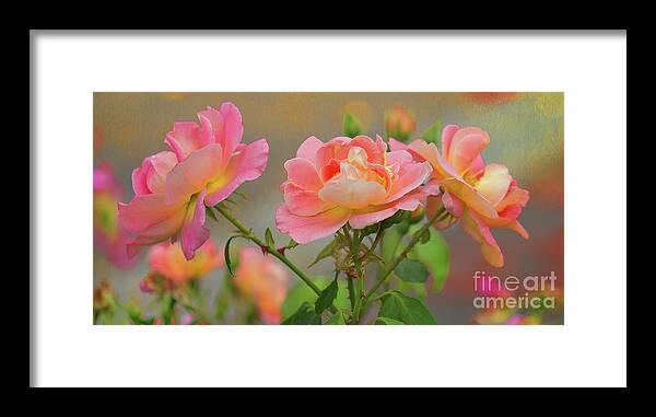 Floral Framed Print featuring the photograph Texas Rose 3 by Roberta Byram