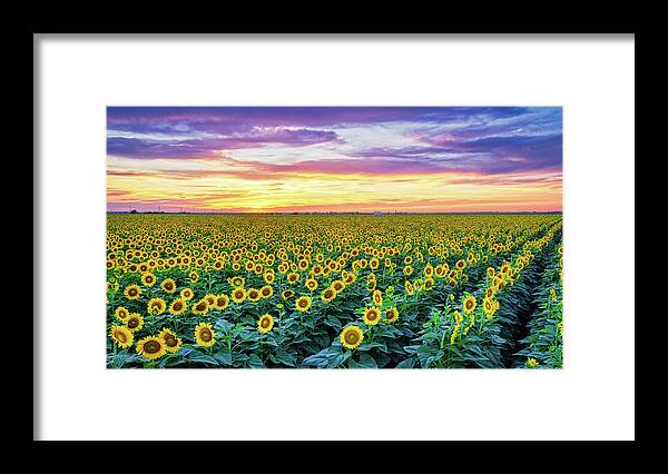Sunflowers Framed Print featuring the photograph Texas Sunflower Field at Sunset Pano by Robert Bellomy