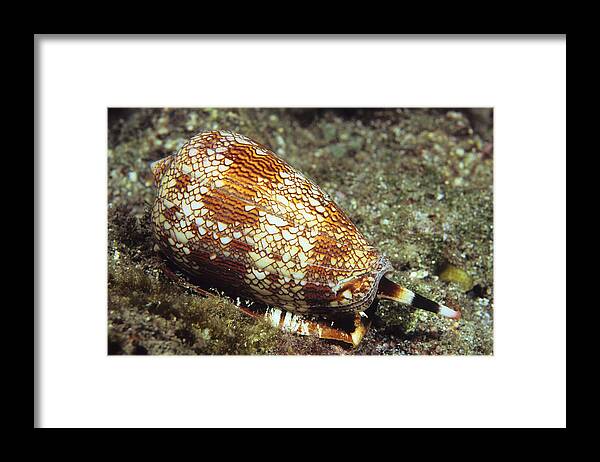 Underwater Framed Print featuring the photograph Textile Cone Shell by Tammy616