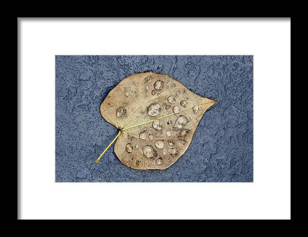 Leaf Framed Print featuring the photograph Texture by DJ Florek