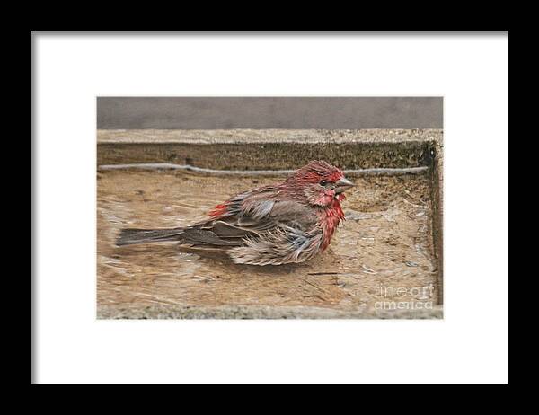 Wildlife Framed Print featuring the photograph Thank God It Is Shallow by Patricia Youngquist