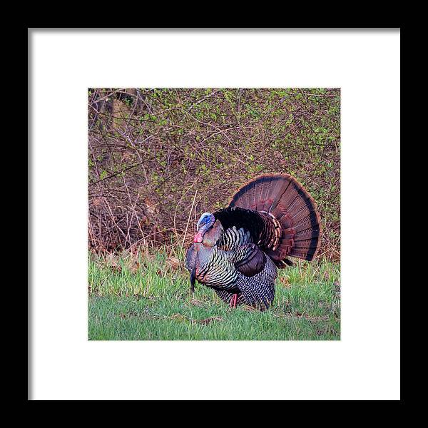Turkey Framed Print featuring the photograph Thanksgiving Turkey by Bill Wakeley