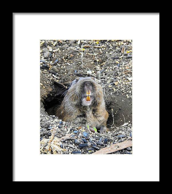 Gopher Framed Print featuring the digital art That Darned Gopher by Anthony Murphy
