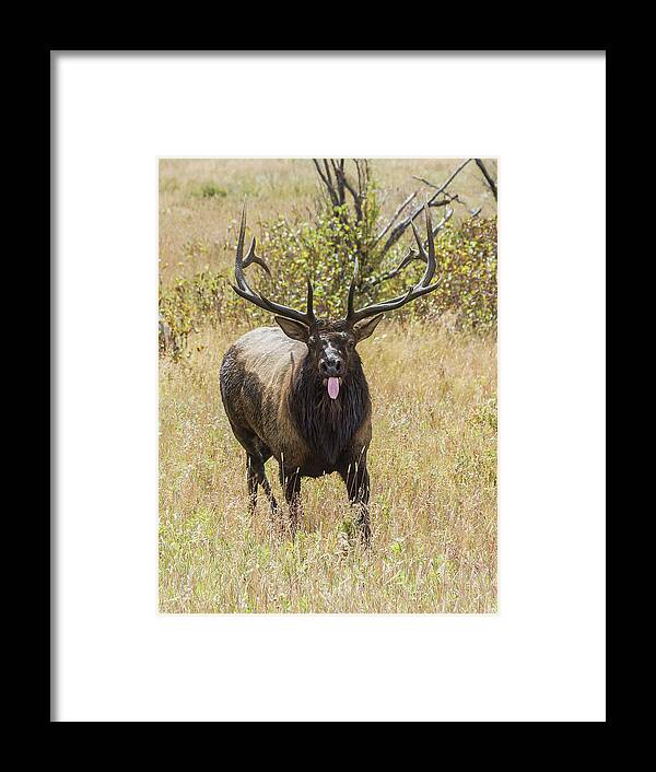 Tongue Framed Print featuring the photograph That Moment When by Shane Bechler