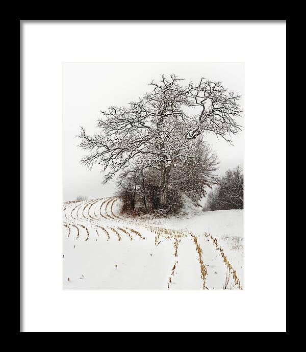 Oak Framed Print featuring the photograph That Oak on Taylor Lane - gnarly oak in corn stubble and snow by Peter Herman