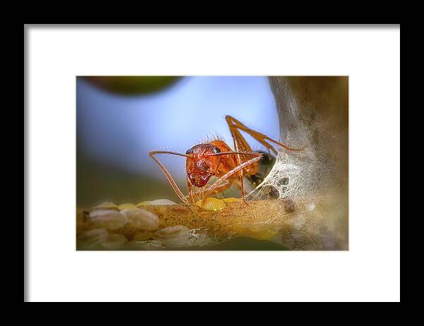 Ant Framed Print featuring the photograph The Ant Farmer by Mark Andrew Thomas
