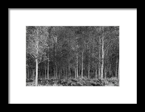 Aspens Framed Print featuring the photograph The Aspen Grove by Jeff Hubbard