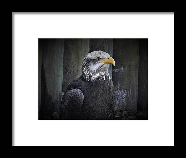 Eagle Framed Print featuring the photograph The Bald Eagle by Carl Moore