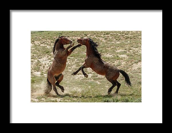 Stallions Framed Print featuring the photograph The Battle by Ronnie And Frances Howard