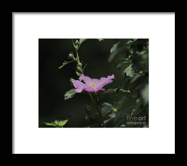 Rose Framed Print featuring the photograph The Beauty of a Rose by Margie Avellino