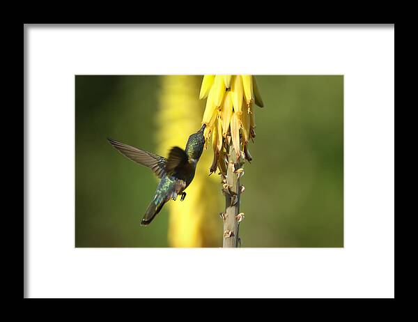 Humming Bird Framed Print featuring the photograph The Beauty of Flight by Montez Kerr
