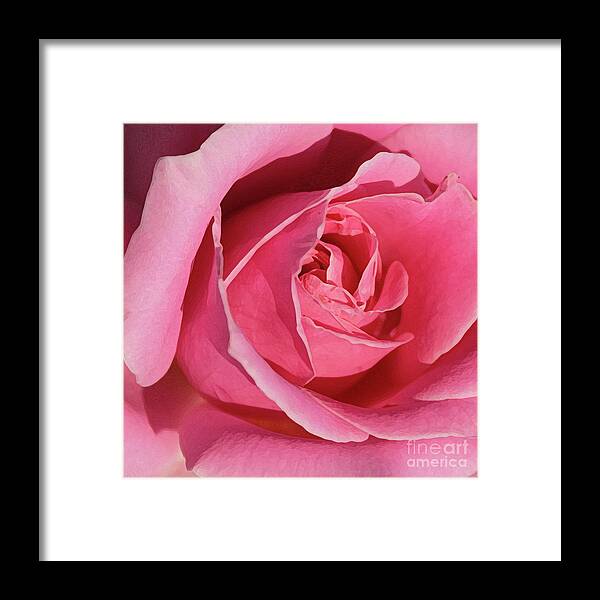 Rose; Roses; Flowers; Flower; Floral; Flora; Pink; Pink Rose; Pink Flowers; Digital Art; Photography; Painting; Simple; Decorative; Décor; Macro; Close-up Framed Print featuring the photograph The Beauty of the Rose by Tina Uihlein