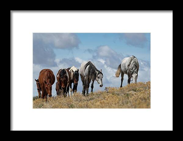 Wild Horses Framed Print featuring the photograph The Best View by Mary Hone